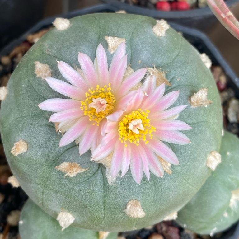 This time, the Lophophora brings it double; here comes trouble, and make it double!