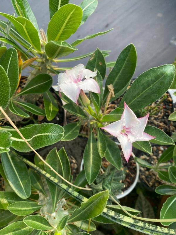 Pachypodium saundersii double-blooming. Such lovely pinkish flowers!