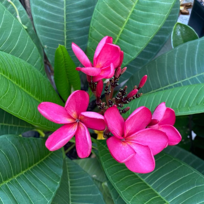 Plumeria rubra blooming after being in my care for two years and more. It's a cutting though, so it flowers faster than the seedlings
