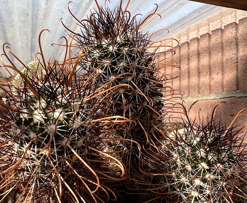 Mammillaria