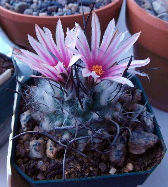 Turbinicarpus_schmiedickeanus.jpg