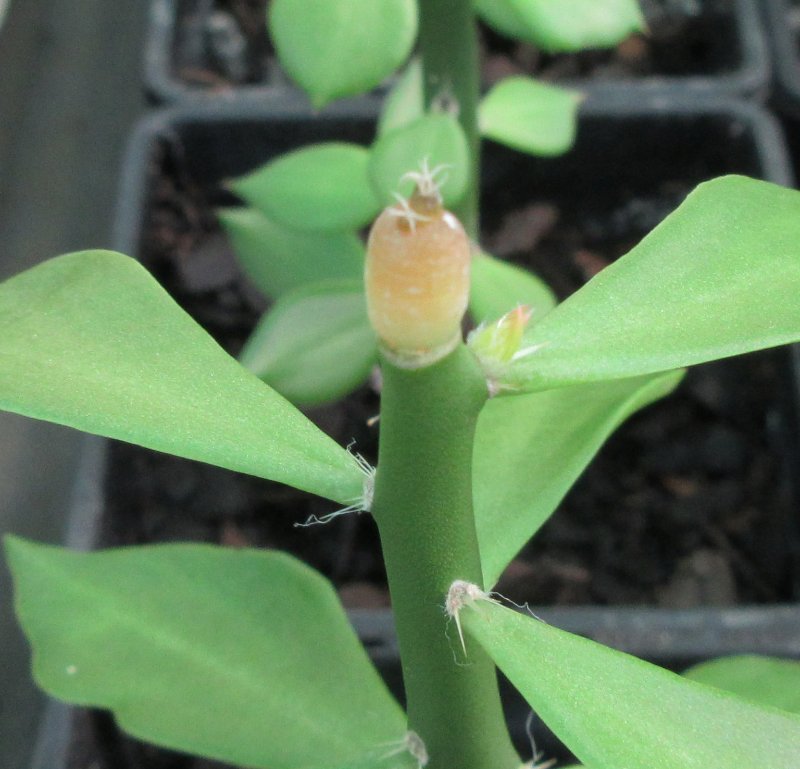 Grafted ariocarpus fissuratus cv godzilla