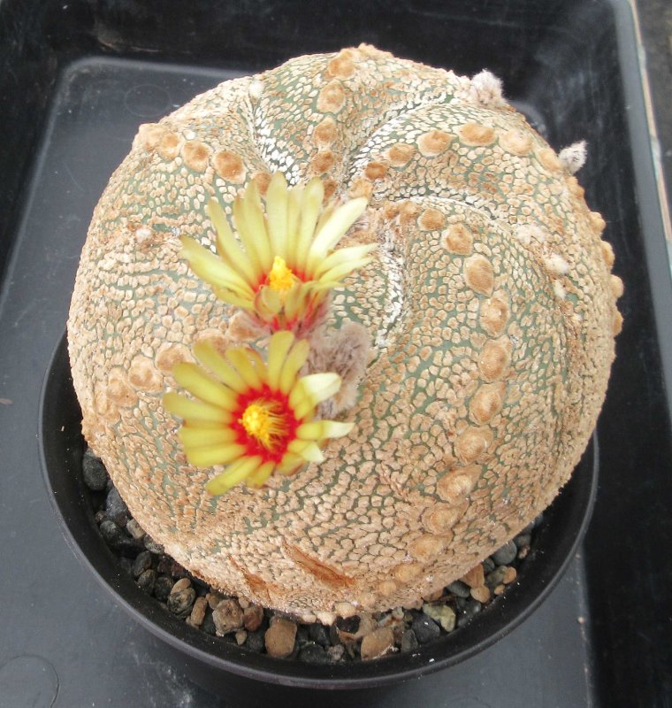 Astrophytum hybrid, capricorne x super kabuto