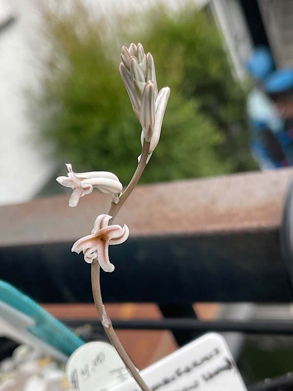 Close up of Haworthia Flowers