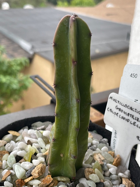 Myrtillocactus - Side Facing the Patio