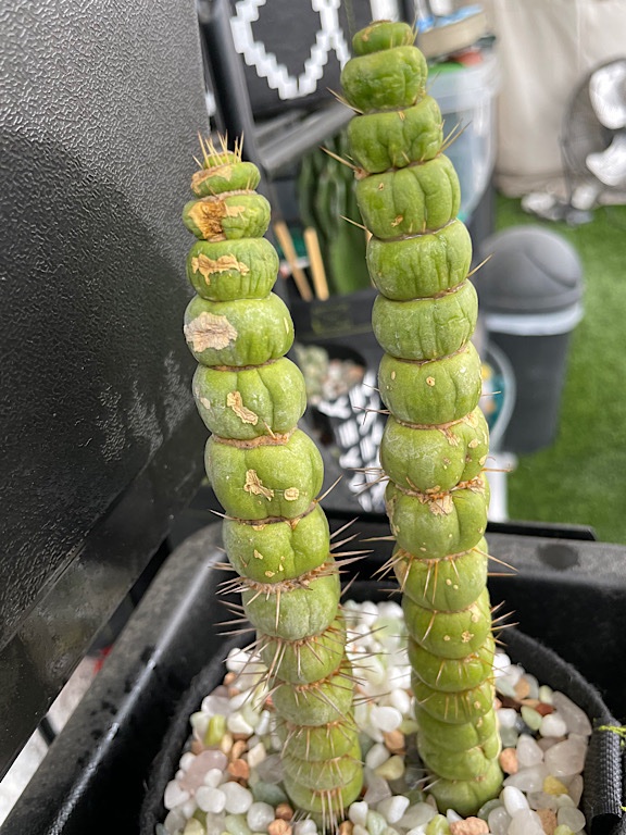 Corking on Dehydrated Unicorn Cactus 2