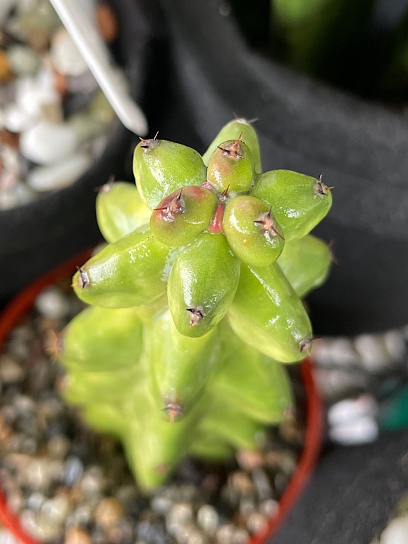 New Growth is Red on 2 of 2 Boobie Cacti