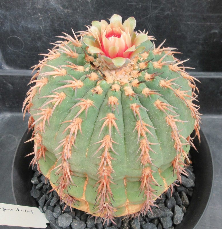 Gymnocalycium spegazzinii v loricatum