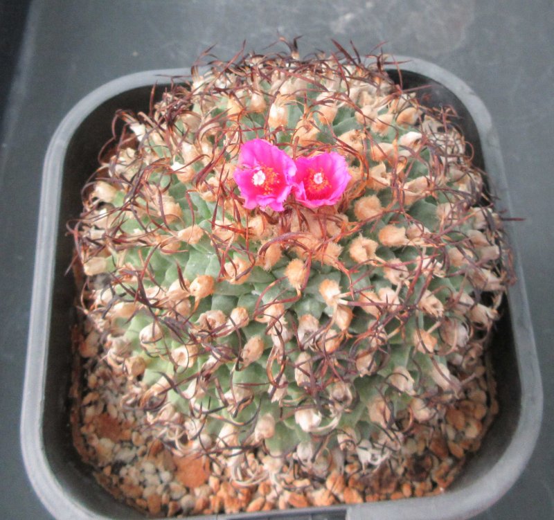 Turbinicarpus alonsoi