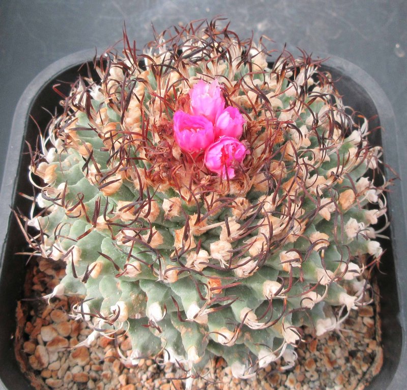 Turbinicarpus alonsoi