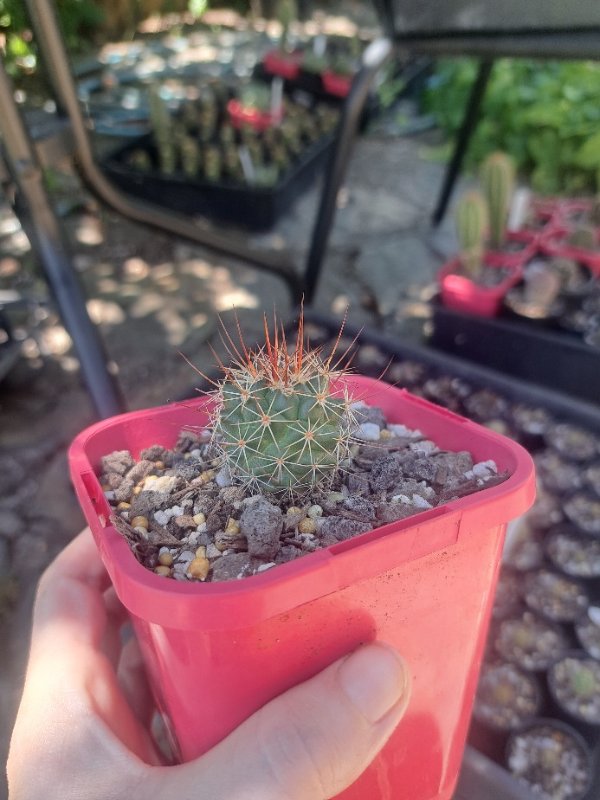 Thelocactus??