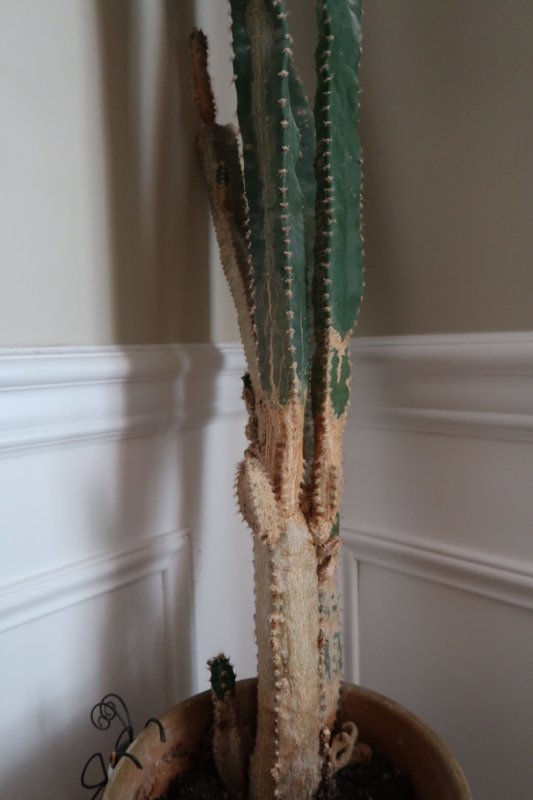 Cactus18.jpg