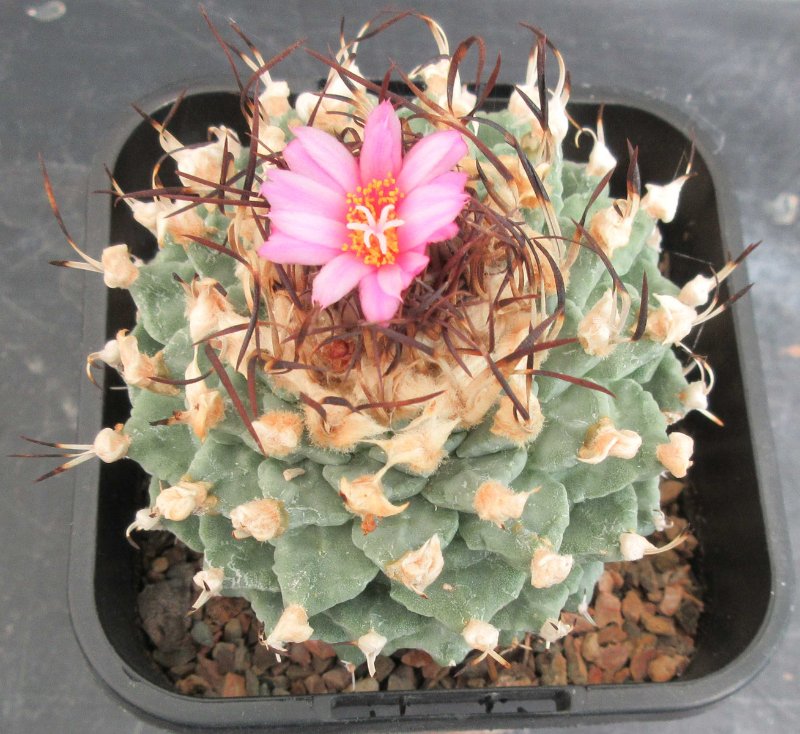 Turbinicarpus alonsoi