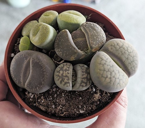 Lithops.jpg