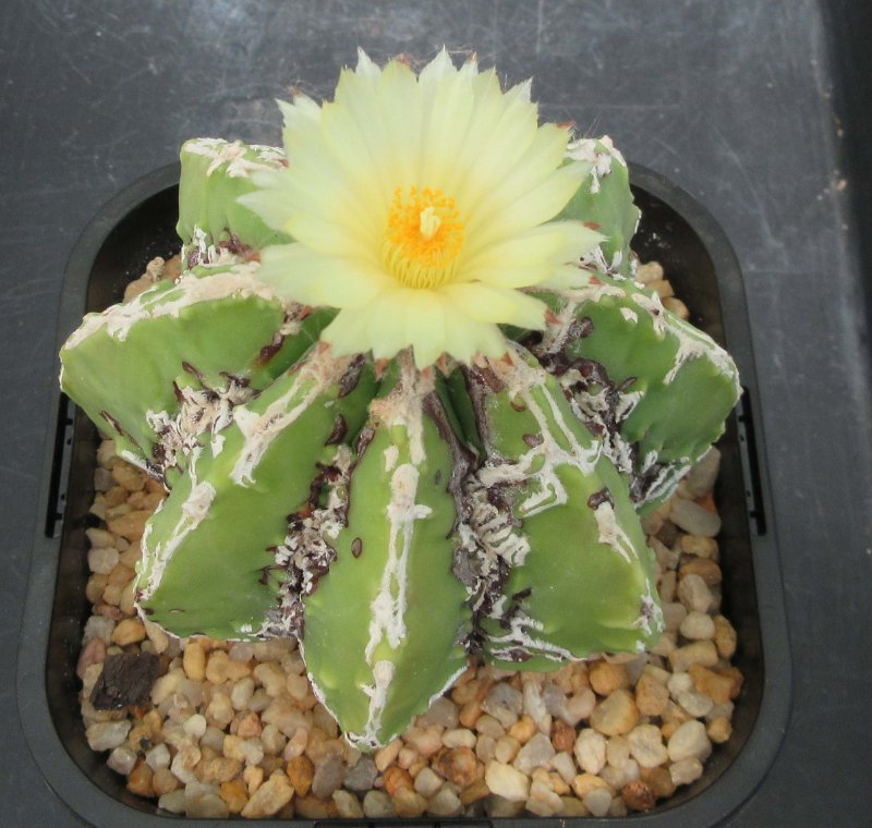 A. hybrid, hakujo fukuryu banjyaku