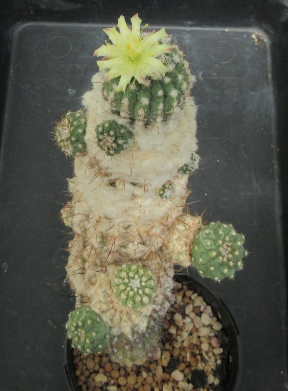 Copiapoa esmeraldana