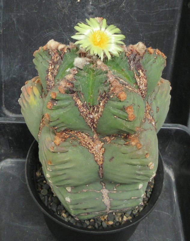 A. myriostigma cv kikko, khoyo