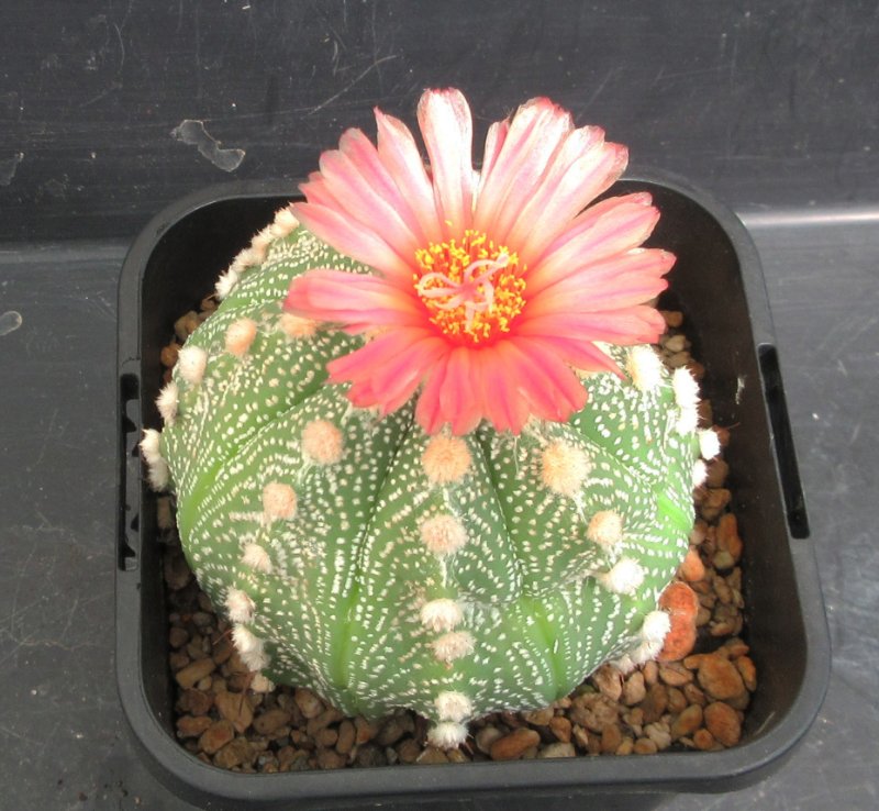 A. 1st filial hybrid, capricorne x  red flowering asterias