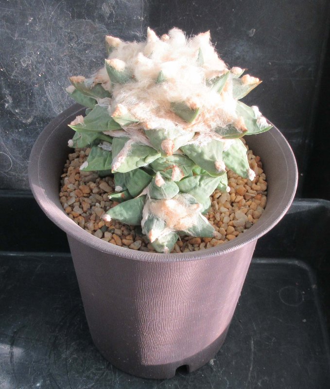 Ariocarpus after repotted