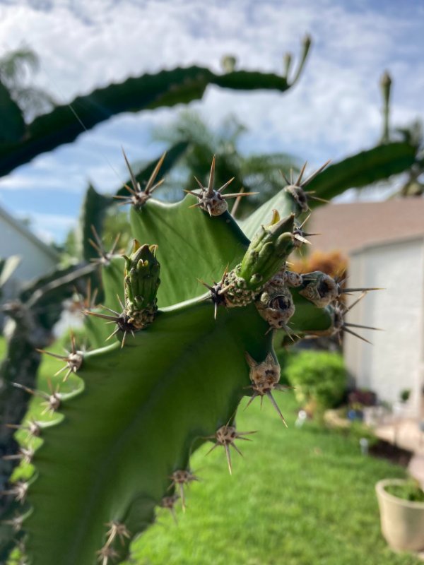 cactus areole.jpg