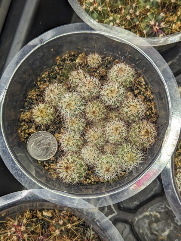 Mammillaria-dioica-seedlings.jpg