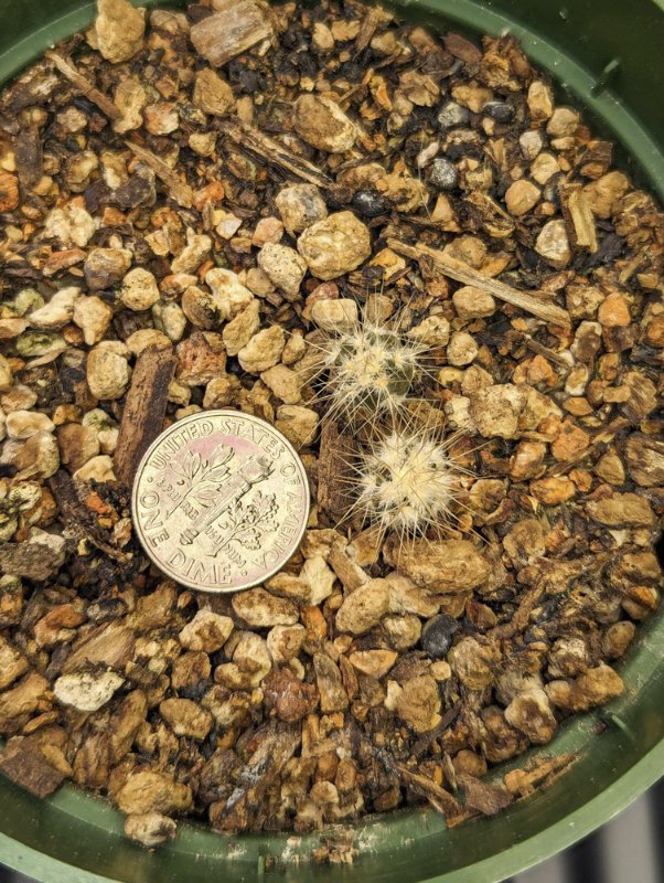 Echinocactus-polycephalus-seedlings-1.jpg