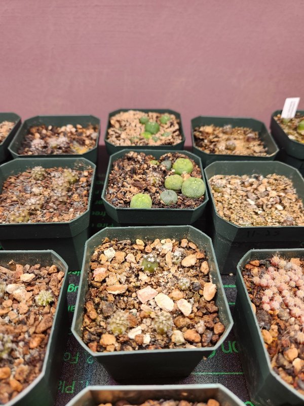 Copiapoa dealbata at the bottom, lophs and such up above.