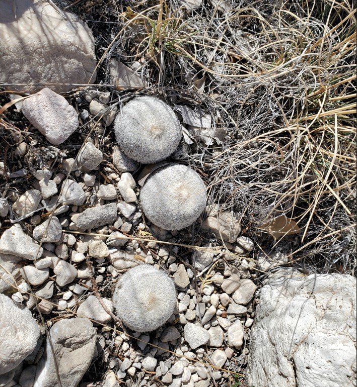 Epithelantha Micromeris Guadalupe Mnts