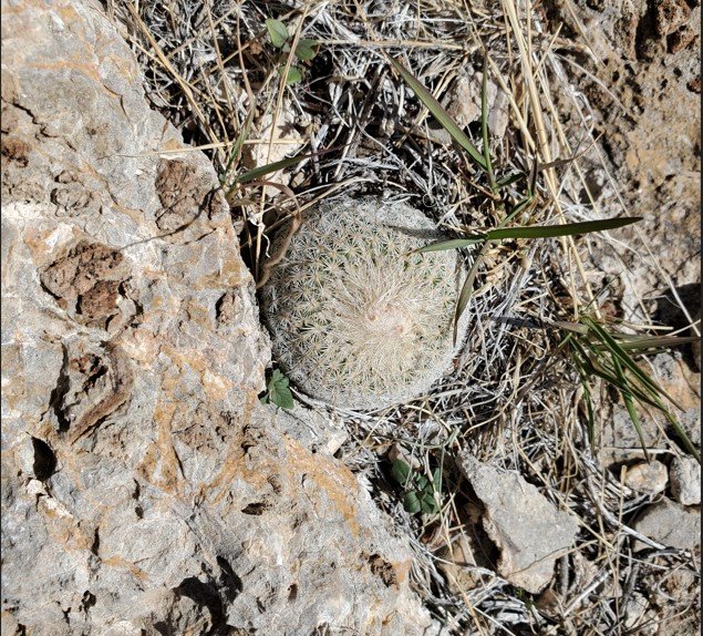 Epithelantha Micromeris Franklin Mnts