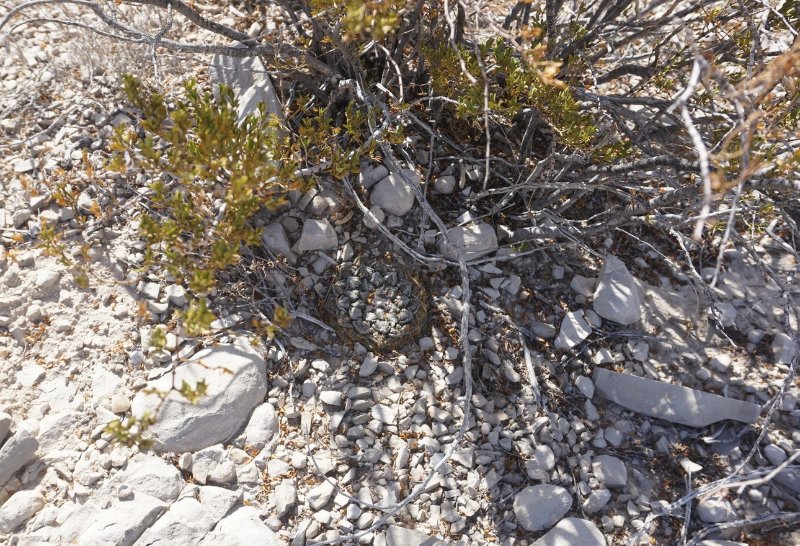 Ariocarpus fissuratus Big Bend