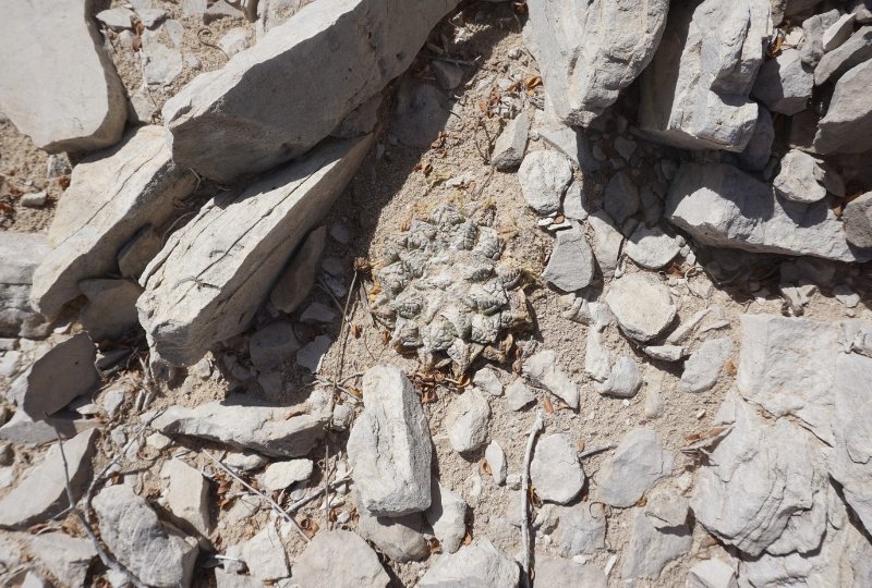 Ariocarpus fissuratus Big Bend