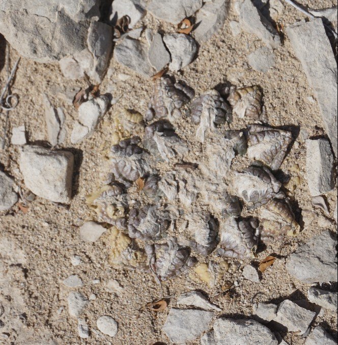 Ariocarpus fissuratus Big Bend