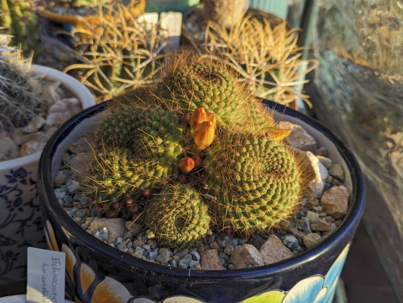 Rebutia-marsoneri.jpg