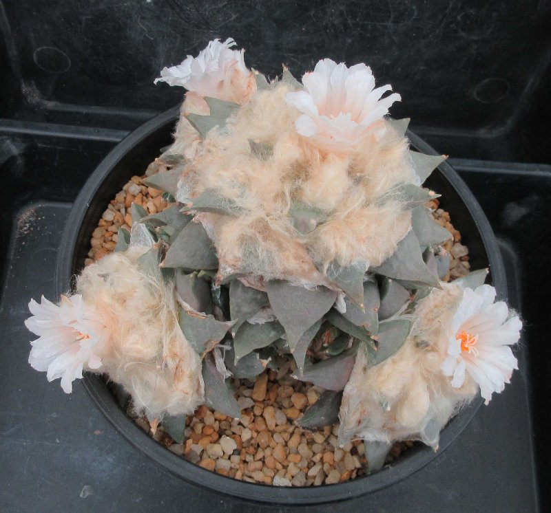 A. retusus