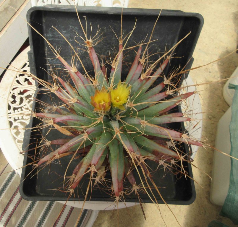 Leuchtenbergia principis