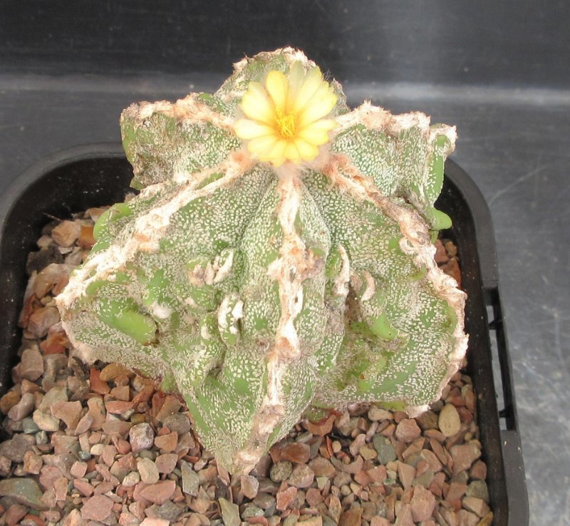 Astrophytum hybrid, hakujo fukuryu banjyaku