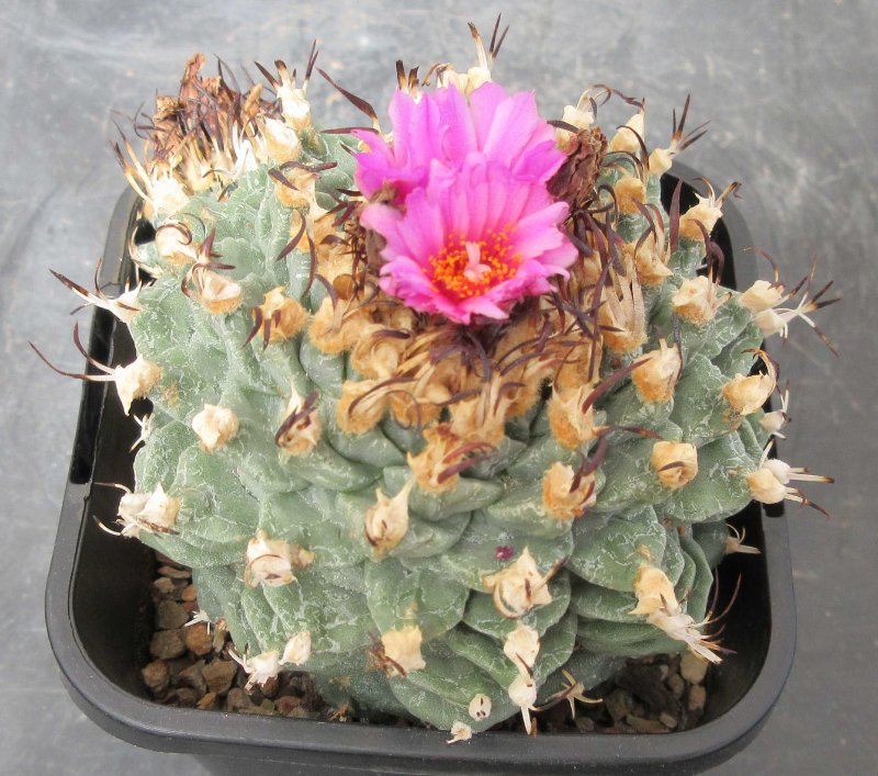 T. alonsoi