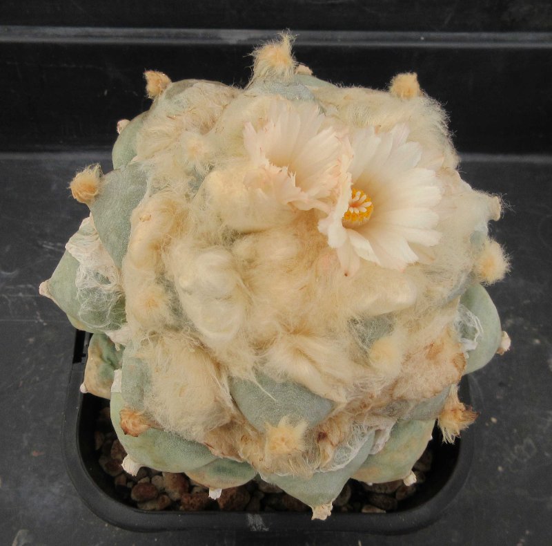 A. retusus v furfuraceus cv Daruma seiji