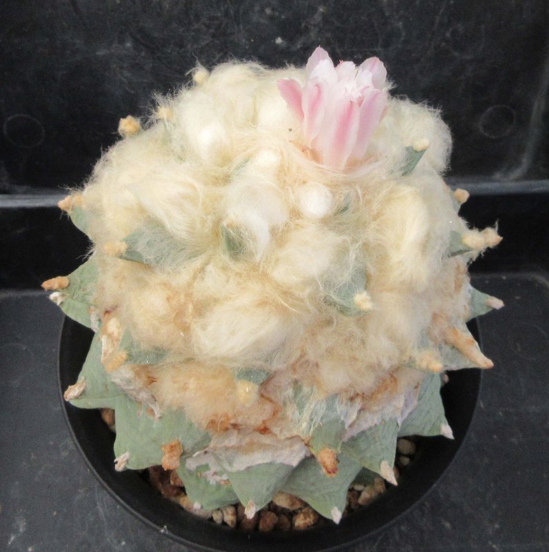 A. retusus v furfuraceus