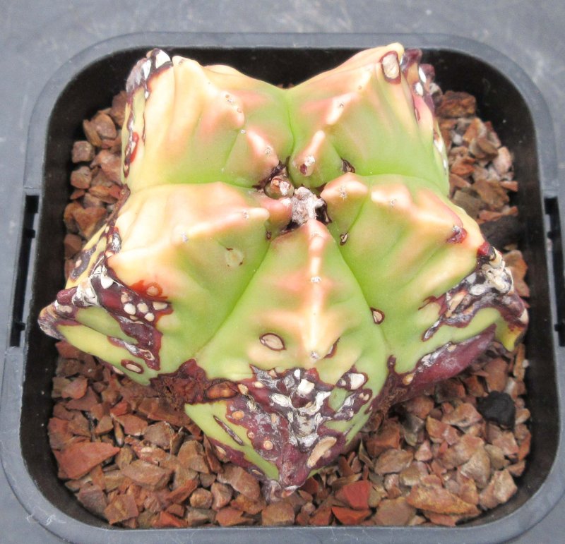 A. hybrid