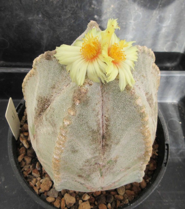 A. coahuilense