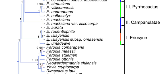 eriosyce neowerdermannia cladogram.PNG