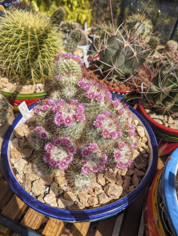 Mammillaria-bombycinia-flowers.jpg