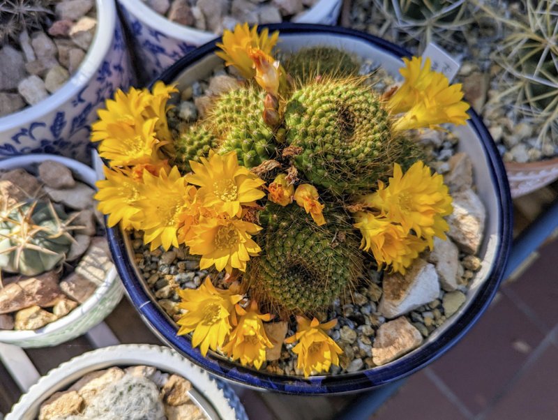 Rebutia-marsoneri-flowers.jpg