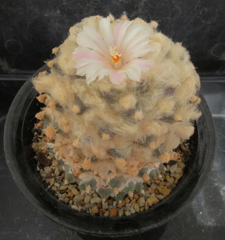 A. retusus v bicolor