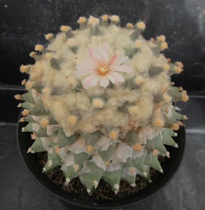 A. retusus v bicolor