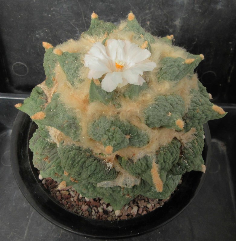 A. retusus v furfuraceus cv Suguri cauliflower