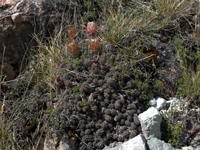 Austrocactus bertinii