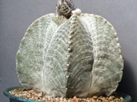 Astrophytum myriostigma