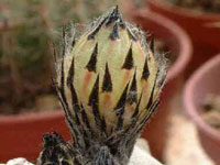 Astrophytum myriostigma